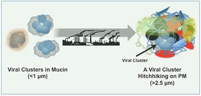 Airborne Particulate Matter and SARS-CoV-2 Partnership: Virus Hitchhiking, Stabilization and Immune Cell Targeting — A Hypothesis